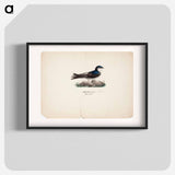 Common house martin - Wilhelm von Wright Poster.