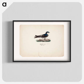 アートポスター-Common house martin - ヴィルヘルム フォン ライト Poster.