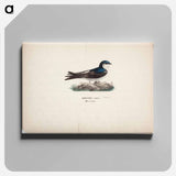 Common house martin - ヴィルヘルム フォン ライト Canvas.