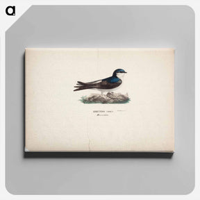 アートパネル-Common house martin - ヴィルヘルム フォン ライト Canvas.