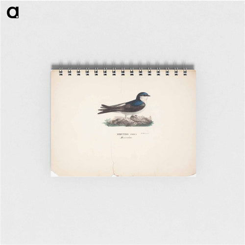 Common house martin - ヴィルヘルム フォン ライト Memo.