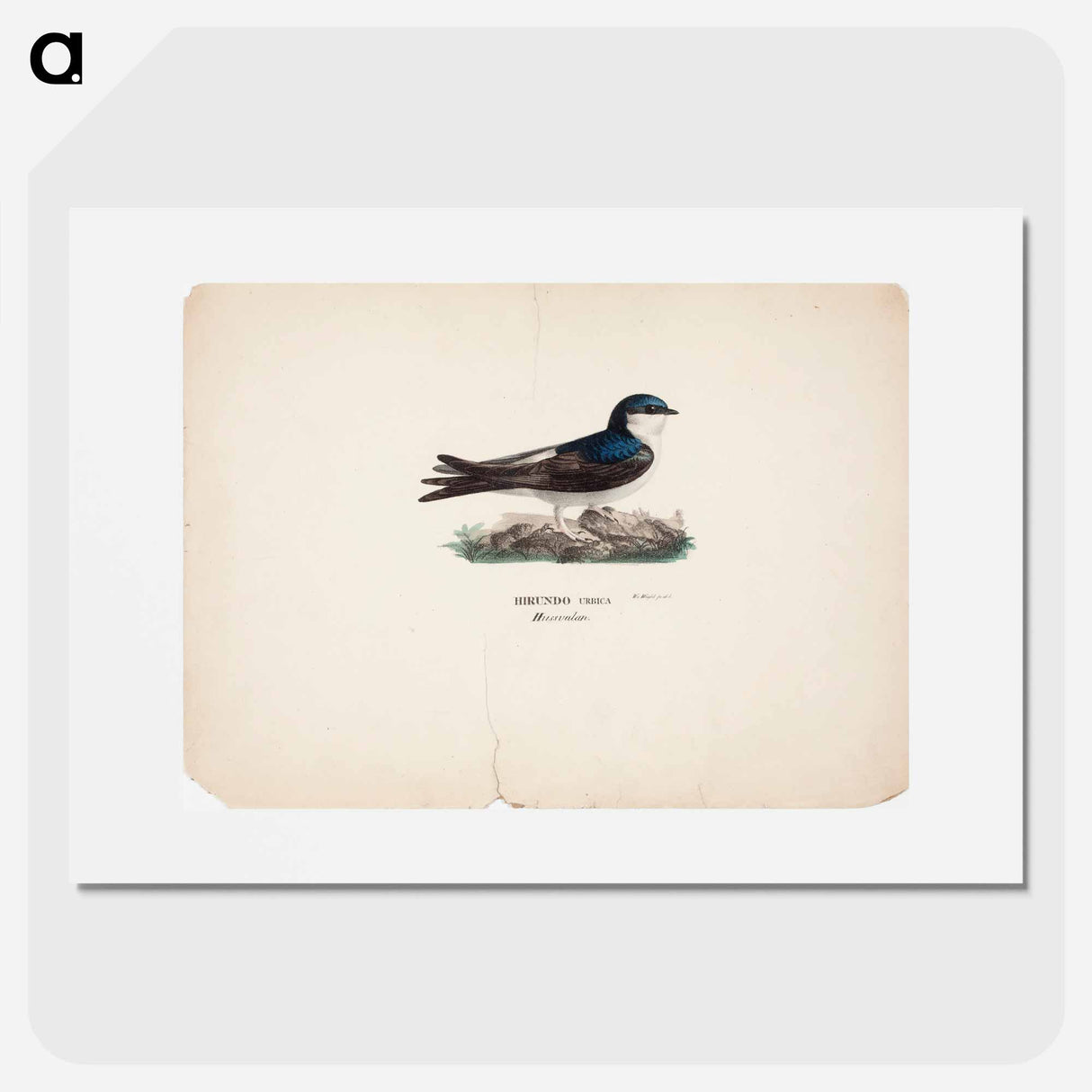 Common house martin - Wilhelm von Wright Poster.