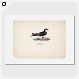 Common house martin - Wilhelm von Wright Poster.