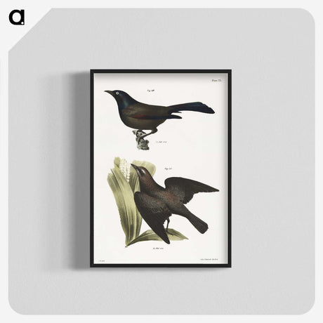1-84_Zoology-of-New-York_blk-crop