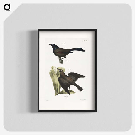 1-84_Zoology-of-New-York_blk