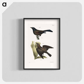 アートポスター-The Common Crow Blackbird (Quiscalus versicolor) 50. The Rusty Crow Blackbird (Quicalus ferrugineus) illustration from Zoology of New York by. - ニューヨークの動物学 Poster.
