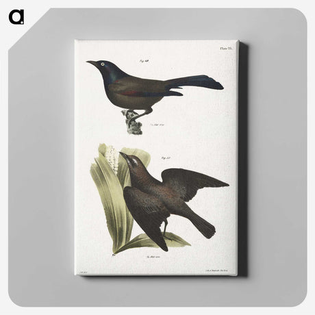 1-84_Zoology-of-New-York_canvas