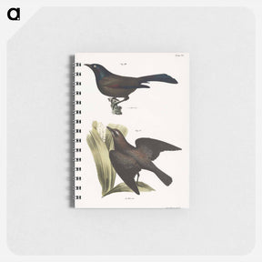 アートメモ帳-The Common Crow Blackbird (Quiscalus versicolor) 50. The Rusty Crow Blackbird (Quicalus ferrugineus) illustration from Zoology of New York by. - ニューヨークの動物学 Memo.