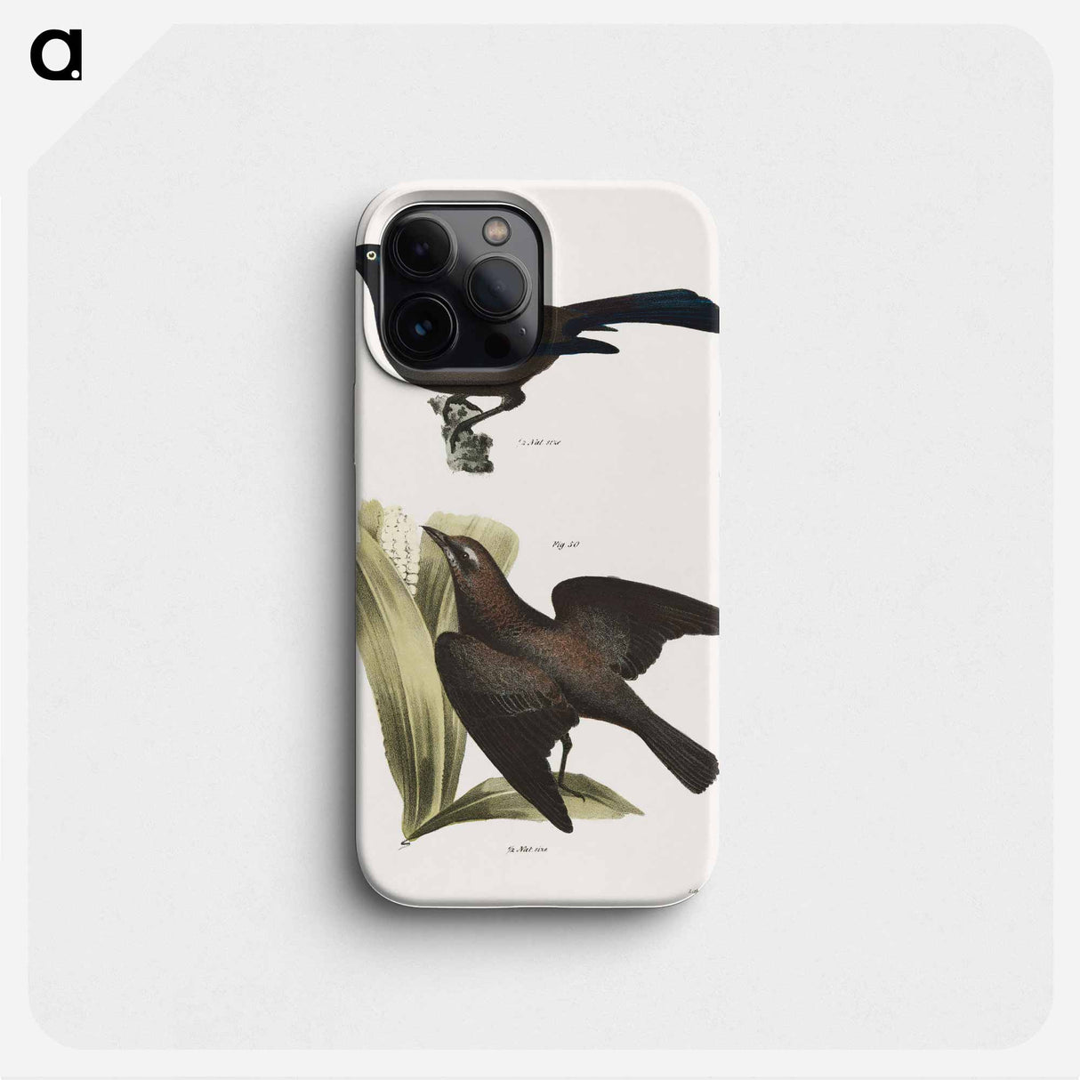 The Common Crow Blackbird (Quiscalus versicolor) 50. The Rusty Crow Blackbird (Quicalus ferrugineus) illustration from Zoology of New York by. - ニューヨークの動物学 Phone Case.