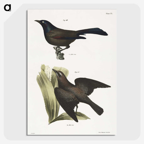 1-84_Zoology-of-New-York_picture-crop