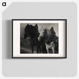Horses during 20th century photo - アルフレッド スティーグリッツ Poster.