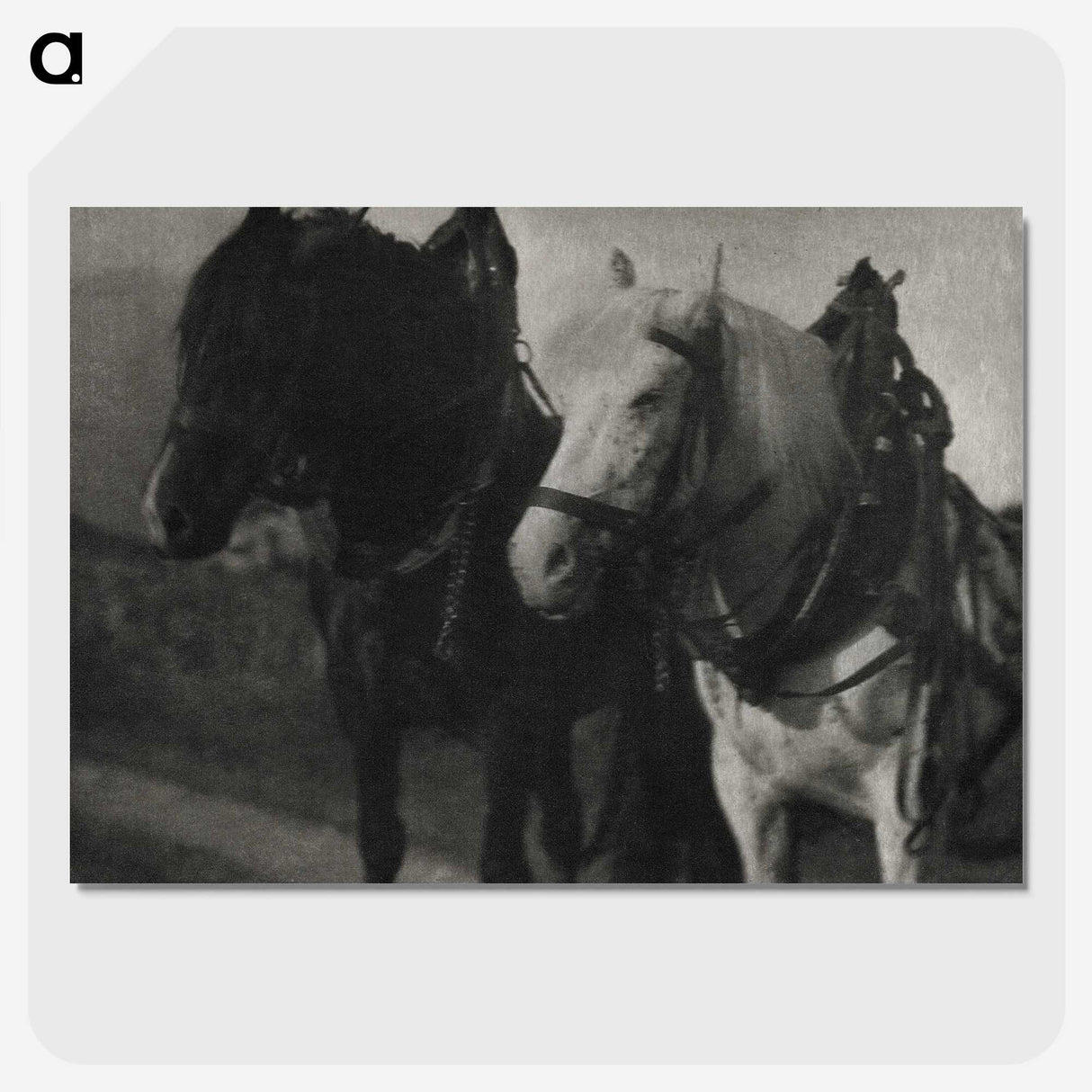 1-85_Alfred-Stieglitz_picture-crop