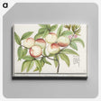 1-85_Anselmus-Boetius-de-Boodt_canvas