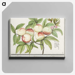 1-85_Anselmus-Boetius-de-Boodt_canvas