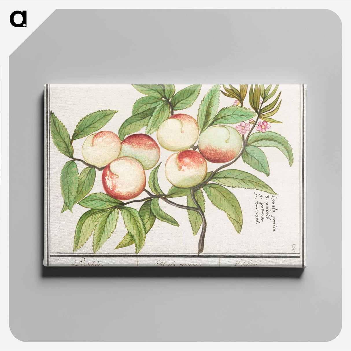 Peaches - アンセルムス ボエティウス デ ブート Canvas.