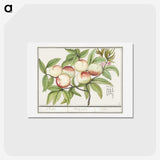 1-85_Anselmus-Boetius-de-Boodt_hagaki