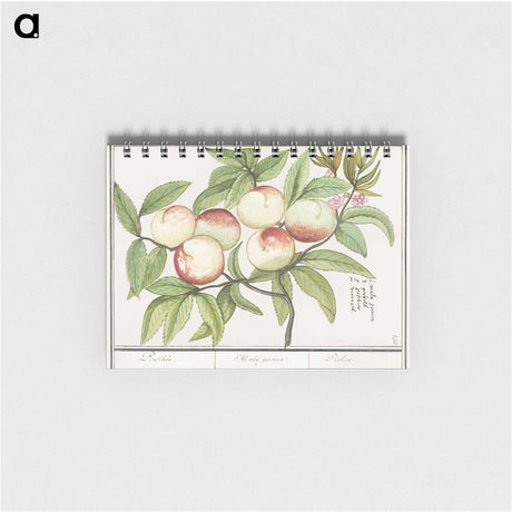 1-85_Anselmus-Boetius-de-Boodt_memo