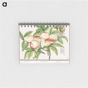 アートメモ帳-Peaches - アンセルムス ボエティウス デ ブート Memo.