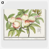 1-85_Anselmus-Boetius-de-Boodt_picture-crop