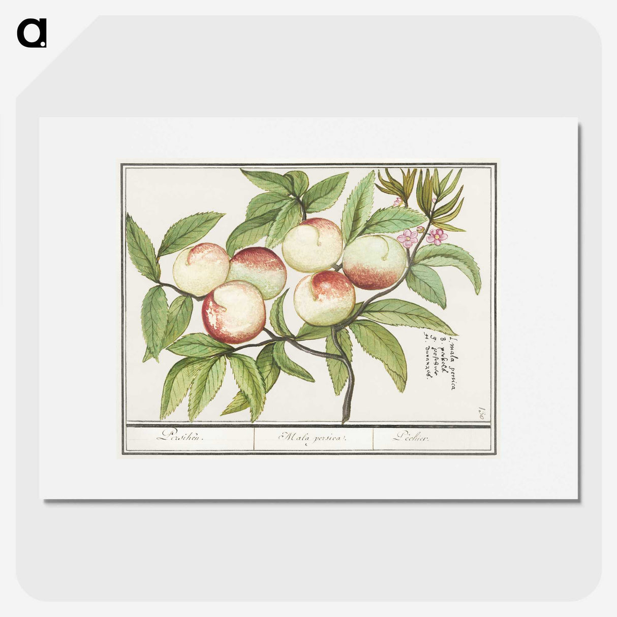 1-85_Anselmus-Boetius-de-Boodt_picture