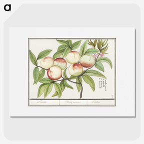 1-85_Anselmus-Boetius-de-Boodt_picture