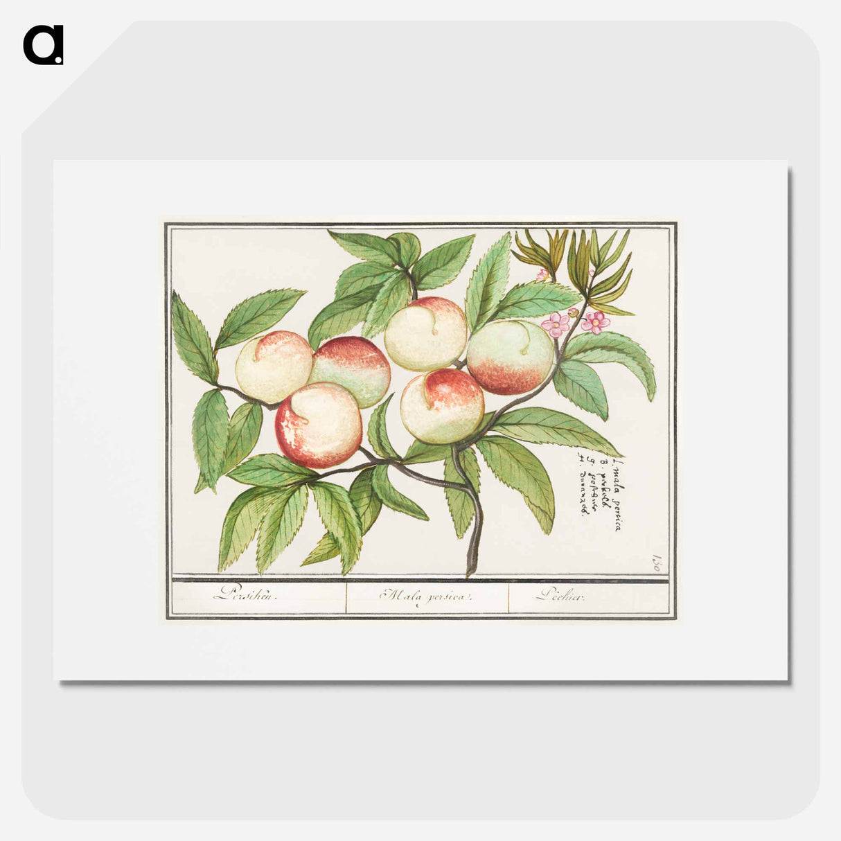 Peaches - アンセルムス ボエティウス デ ブート Poster.