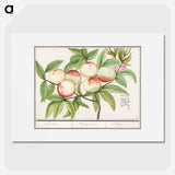 Peaches - アンセルムス ボエティウス デ ブート Poster.
