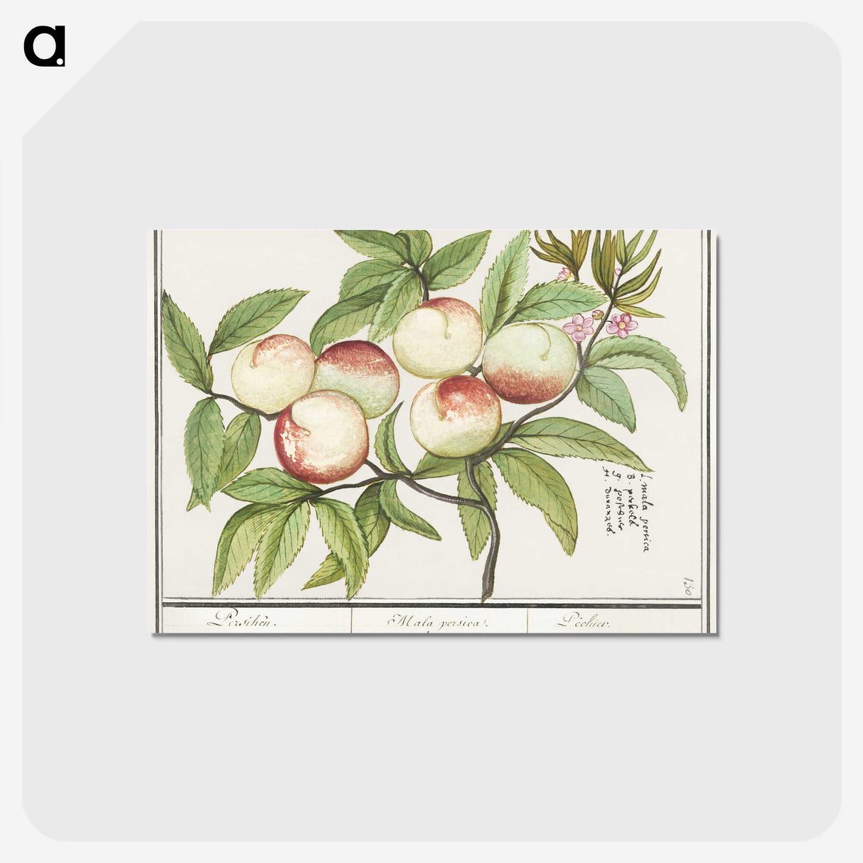 1-85_Anselmus-Boetius-de-Boodt_postcard
