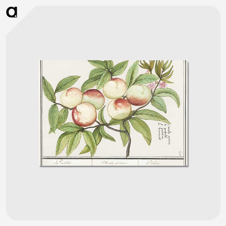 1-85_Anselmus-Boetius-de-Boodt_postcard