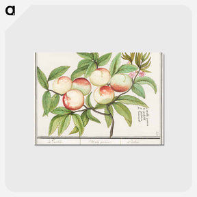 アートポストカード-Peaches - アンセルムス ボエティウス デ ブート Postcard.