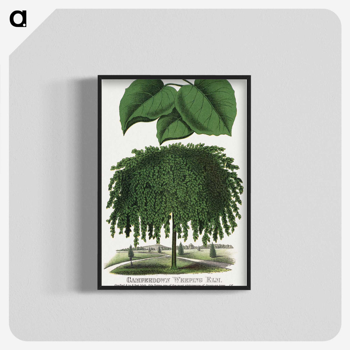 1-85_Botanical-Specimen-Plates_blk-crop