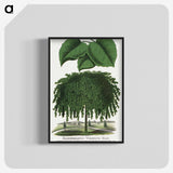 1-85_Botanical-Specimen-Plates_blk-crop