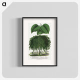 1-85_Botanical-Specimen-Plates_blk