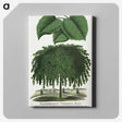 1-85_Botanical-Specimen-Plates_canvas