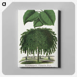 1-85_Botanical-Specimen-Plates_canvas