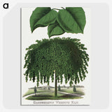 1-85_Botanical-Specimen-Plates_picture-crop