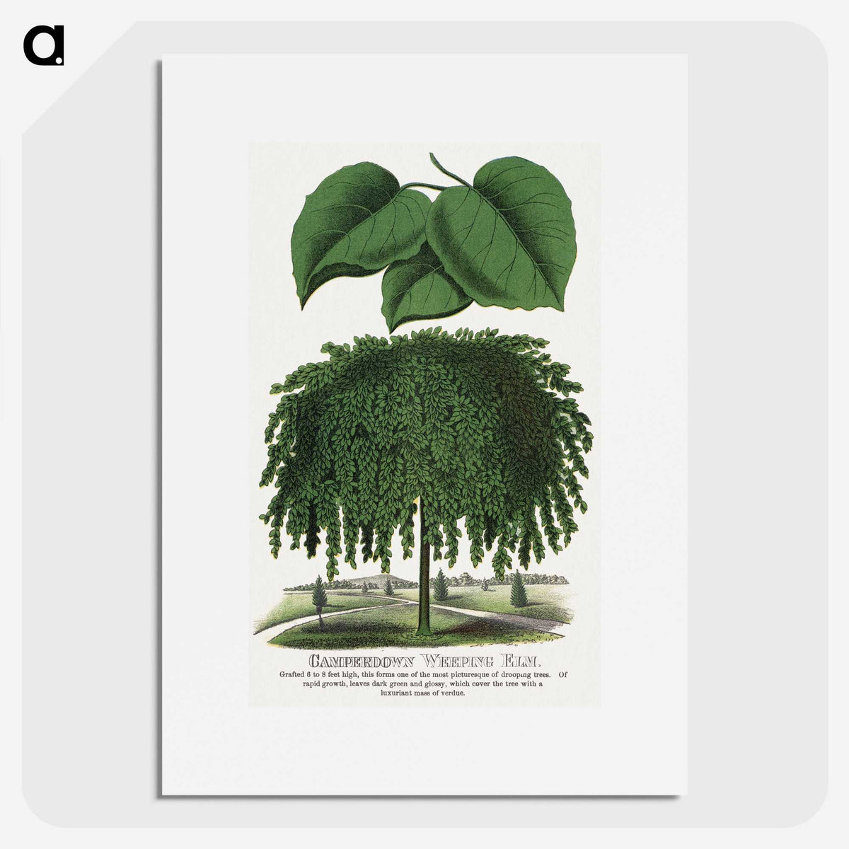 1-85_Botanical-Specimen-Plates_picture