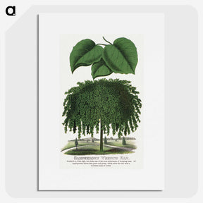 1-85_Botanical-Specimen-Plates_picture