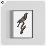 1-85_Des-Oiseaux-de-Paradis_blk-crop