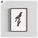 1-85_Des-Oiseaux-de-Paradis_blk