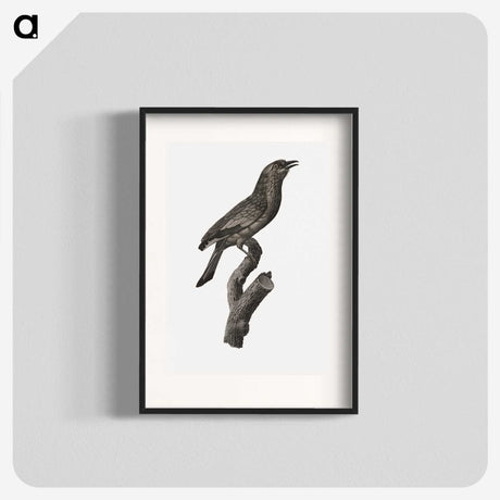 1-85_Des-Oiseaux-de-Paradis_blk