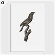 1-85_Des-Oiseaux-de-Paradis_picture