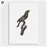 1-85_Des-Oiseaux-de-Paradis_picture