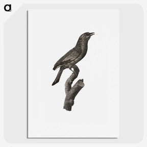 1-85_Des-Oiseaux-de-Paradis_picture