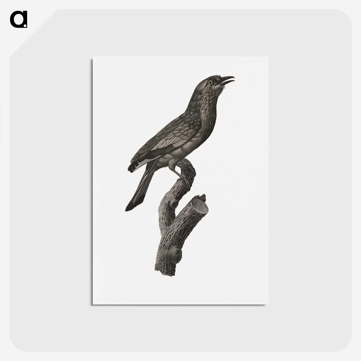 1-85_Des-Oiseaux-de-Paradis_postcard