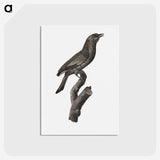 1-85_Des-Oiseaux-de-Paradis_postcard