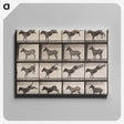 1-85_Eadweard-Muybridge_canvas