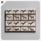 1-85_Eadweard-Muybridge_canvas