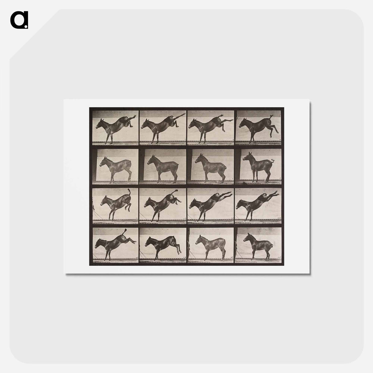 アートポストカード-Kicking Mule
 - エドワード マイブリッジ Postcard.