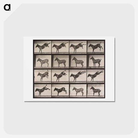 アートポストカード-Kicking Mule
 - エドワード マイブリッジ Postcard.